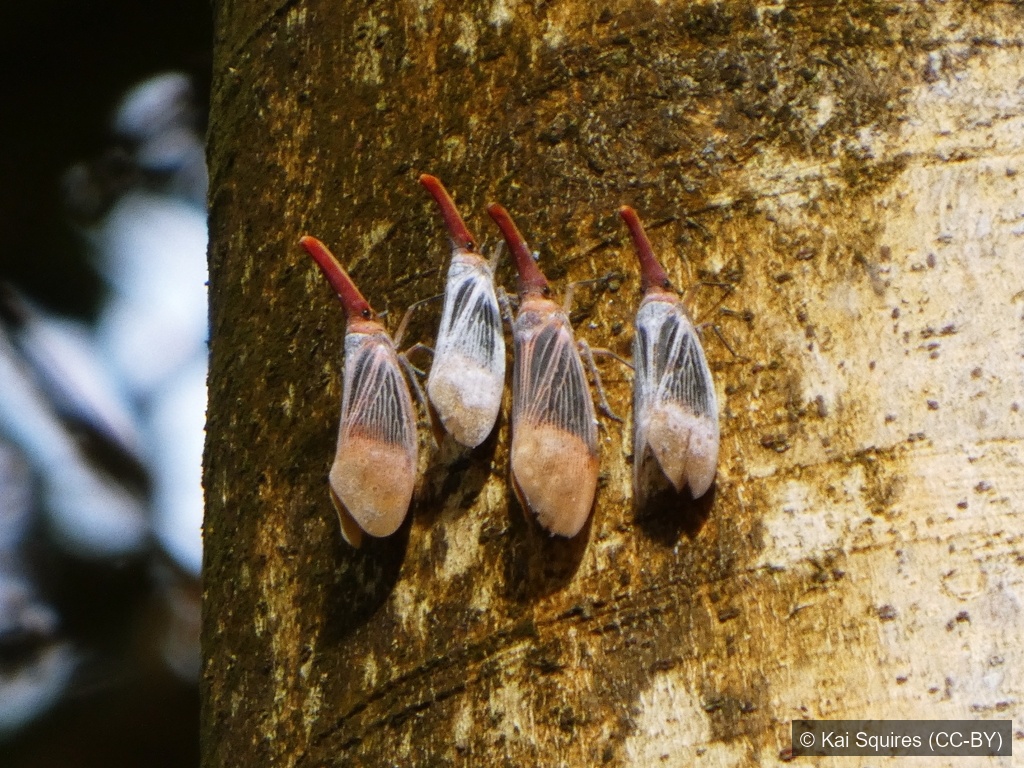 Sultan Lanternfly — Borneo wildlife, book, free download, jungle tour