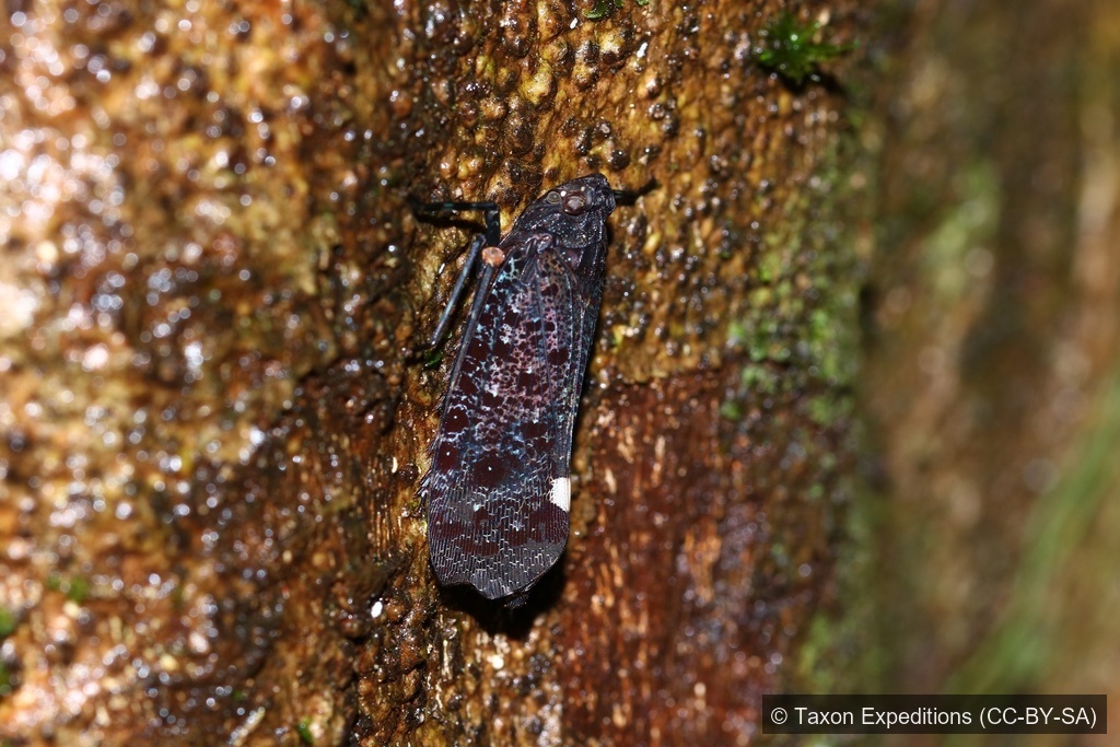 Twin-spotted Lanternfly — Borneo wildlife, book, free download, jungle tour