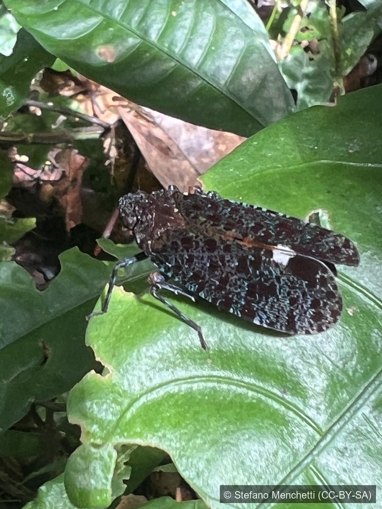Twin-spotted Lanternfly — Borneo wildlife, book, free download, jungle tour