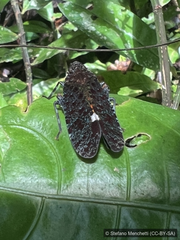Twin-spotted Lanternfly — Borneo wildlife, book, free download, jungle tour