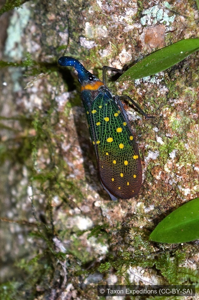 Whitehead's Lanternfly — Borneo wildlife, book, free download, jungle tour