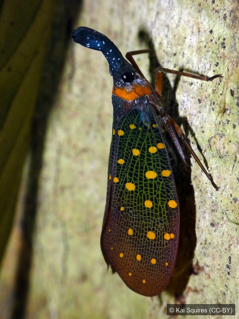 Whitehead's Lanternfly — Borneo wildlife, book, free download, jungle tour