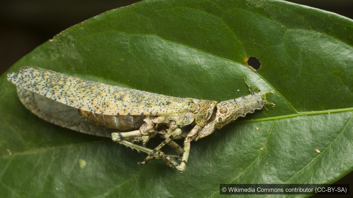 Zanna Lanternfly — Borneo wildlife, book, free download, jungle tour
