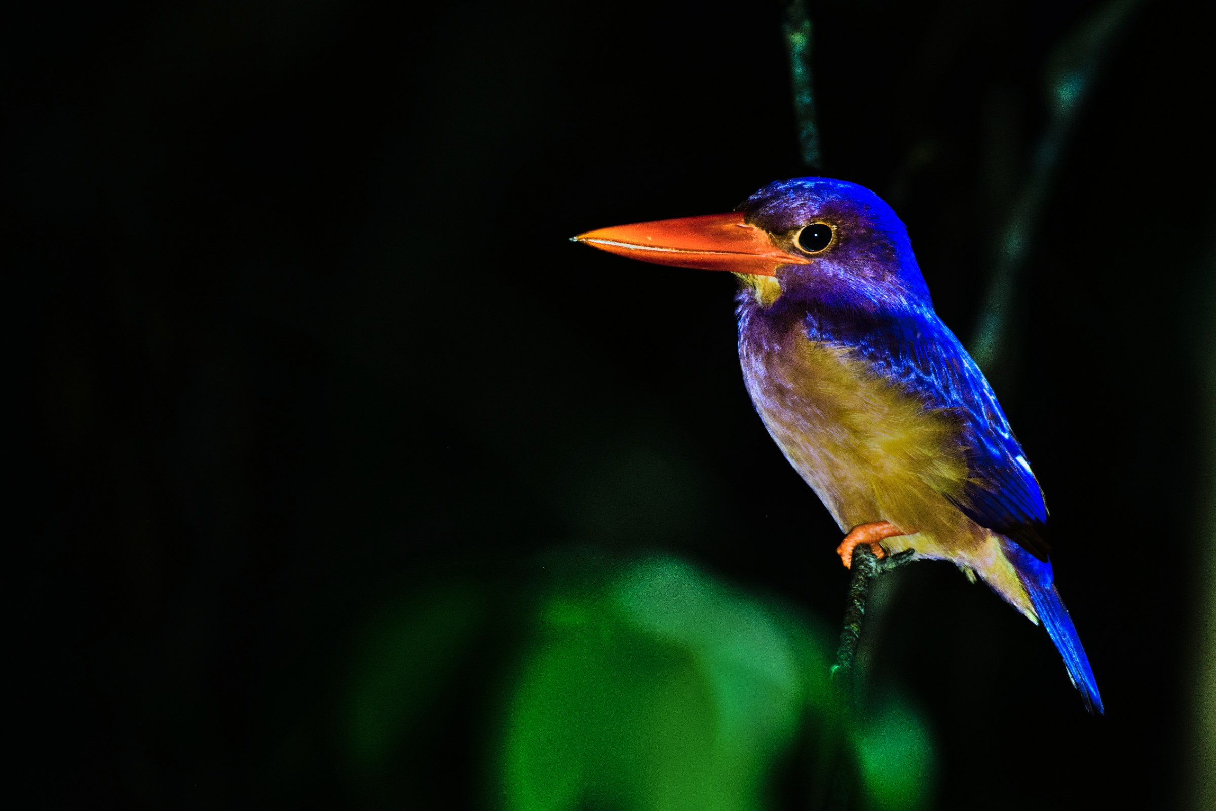 Ruddy Kingfisher — Borneo wildlife, book, free download, jungle tour, bird, bird tour