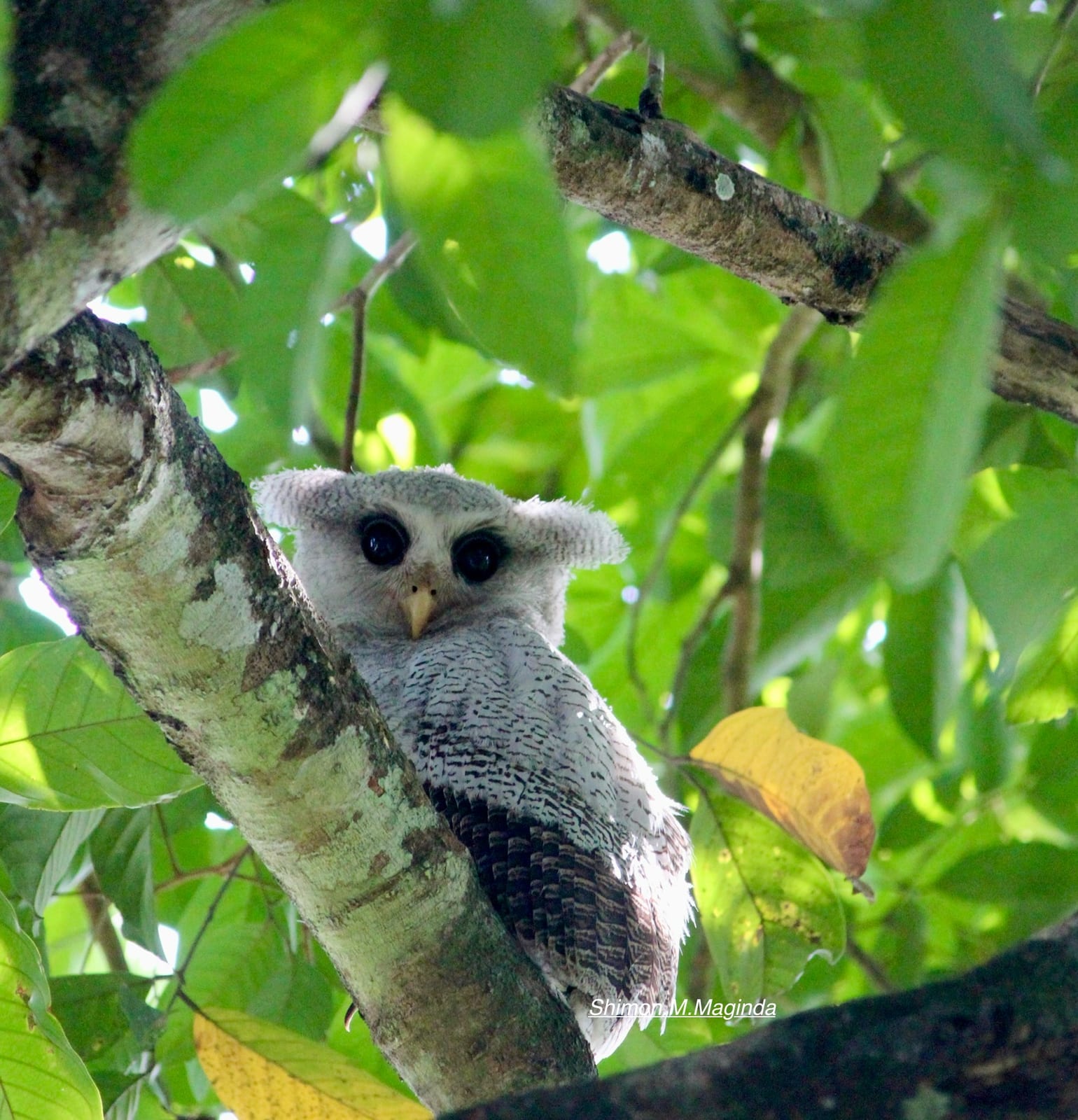 Barred Eagle-Owl — Borneo wildlife, book, free download, jungle tour, bird, bird tour