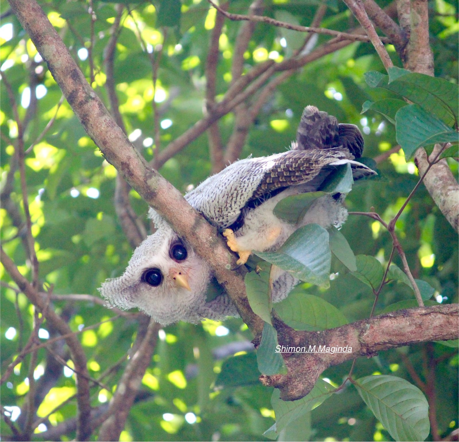 Barred Eagle-Owl — Borneo wildlife, book, free download, jungle tour, bird, bird tour