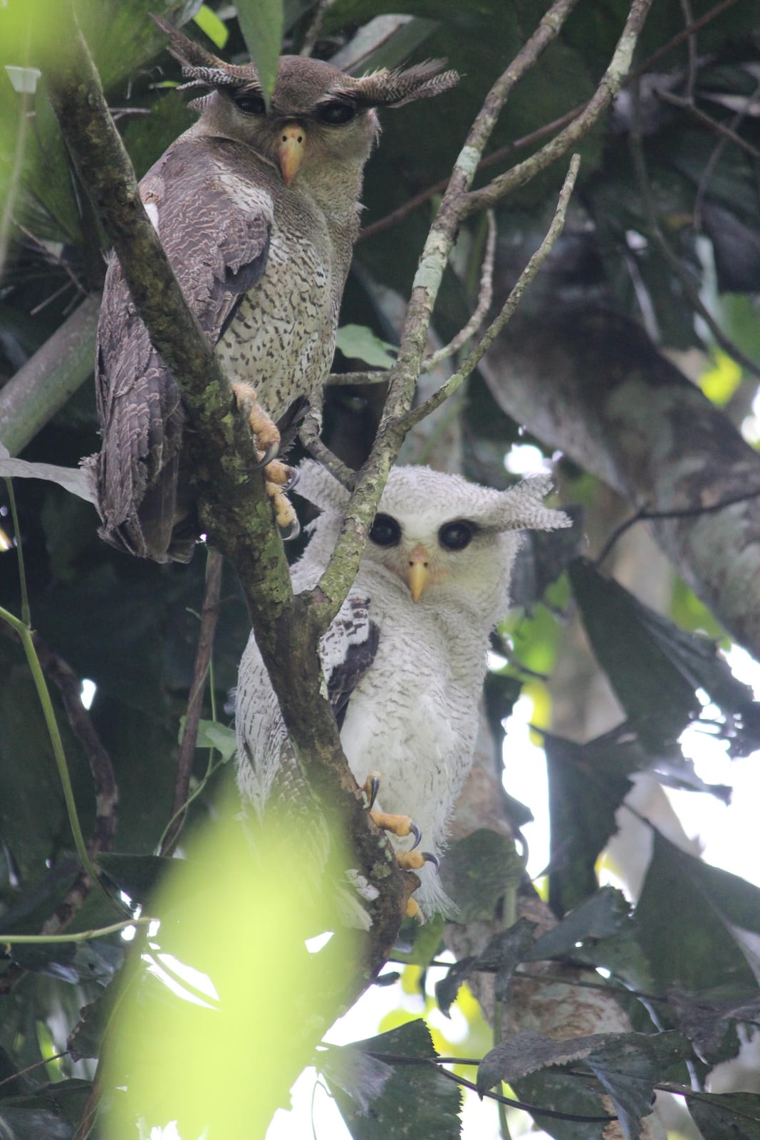 Barred Eagle-Owl — Borneo wildlife, book, free download, jungle tour, bird, bird tour