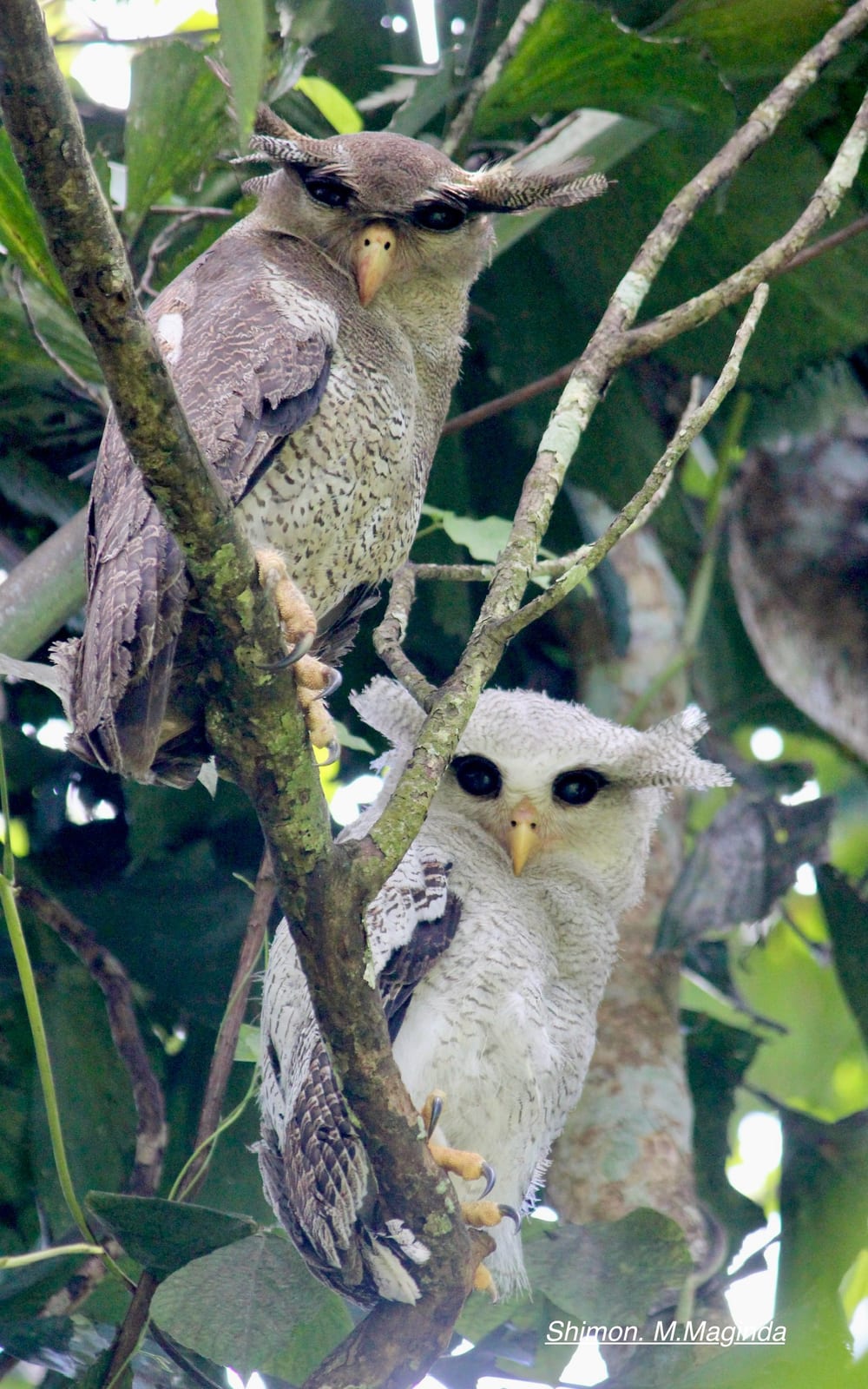 Barred Eagle-Owl — Borneo wildlife, book, free download, jungle tour, bird, bird tour