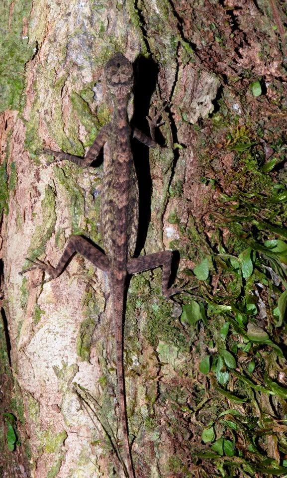 Angle-headed Lizard (sp.) — Borneo wildlife, book, free download, jungle tour, herp tour