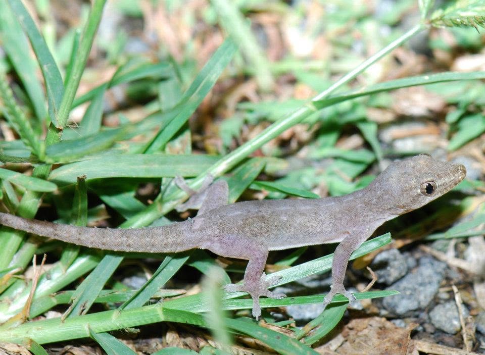 Asian House Gecko — Borneo wildlife, book, free download, jungle tour, herp tour