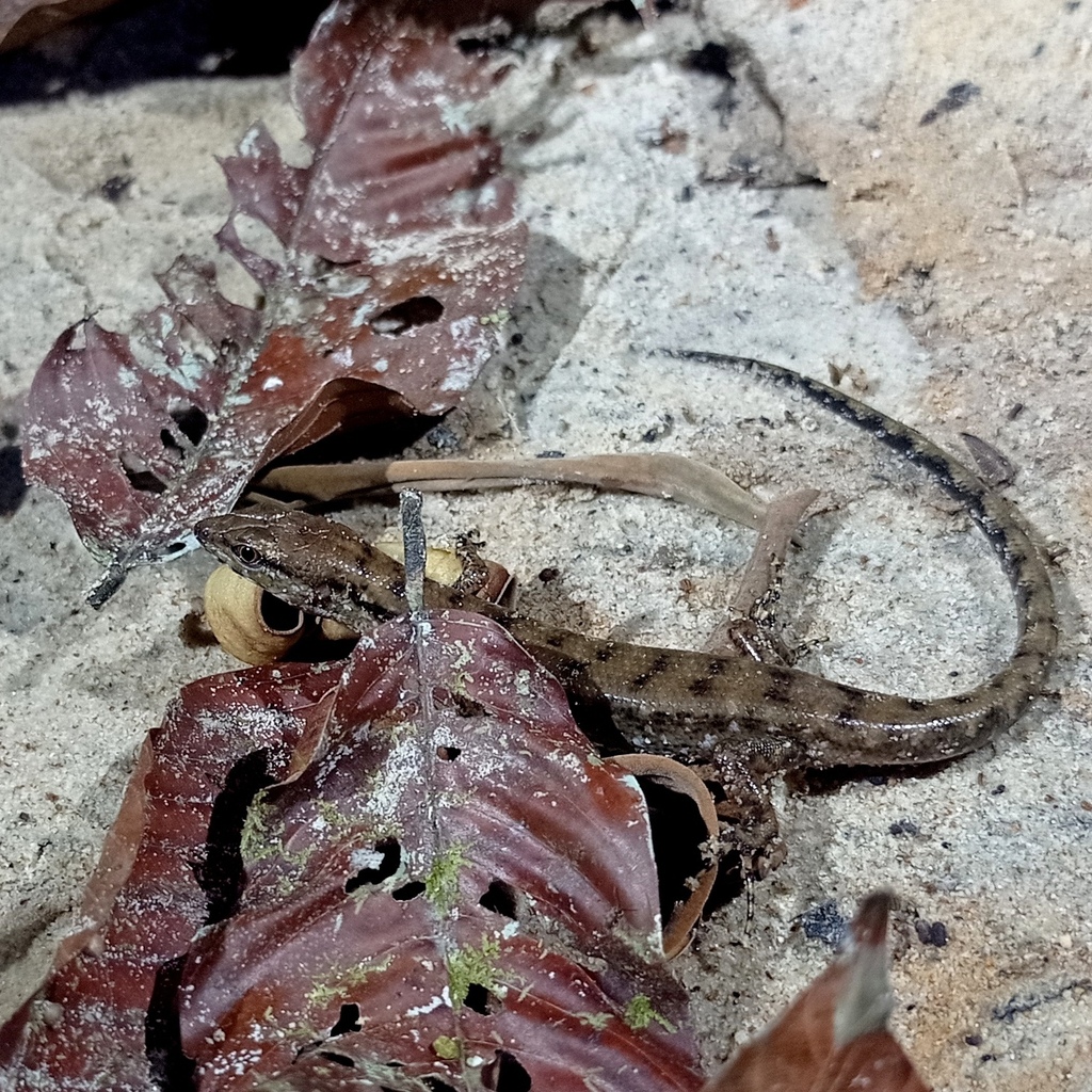 Beccari's Water Skink — Borneo wildlife, book, free download, jungle tour, herp tour