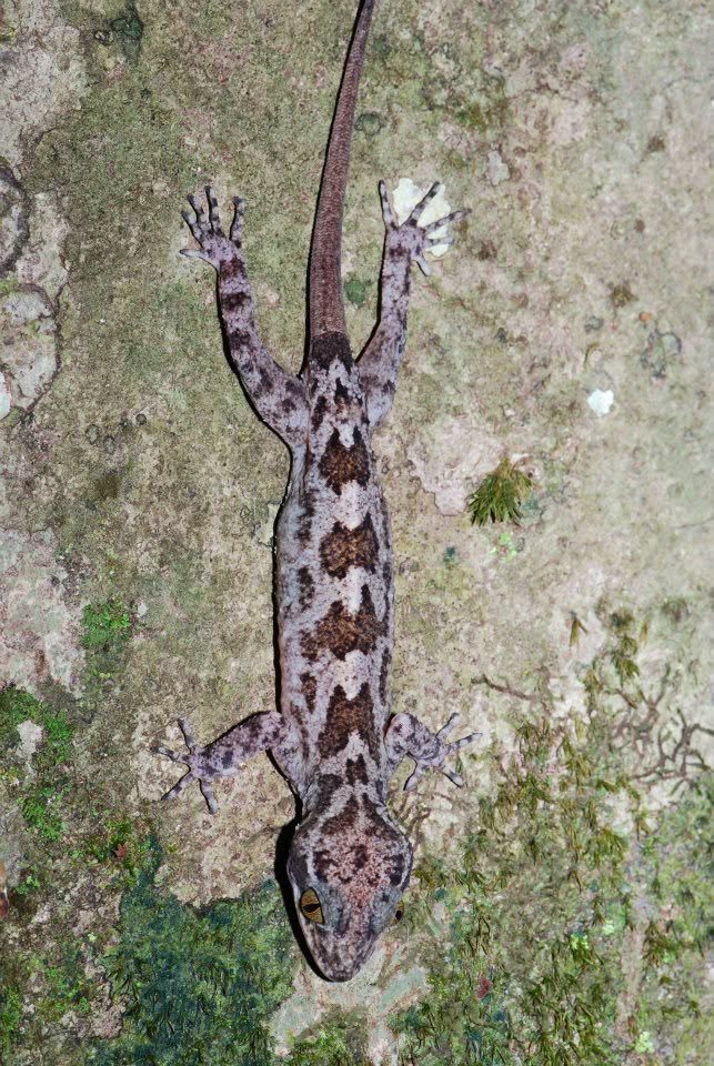 Bent-toed Gecko (sp.) — Borneo wildlife, book, free download, jungle tour, herp tour
