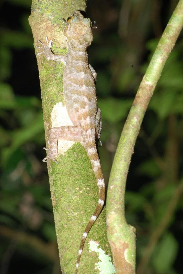 Bent-toed Gecko (sp.) — Borneo wildlife, book, free download, jungle tour, herp tour