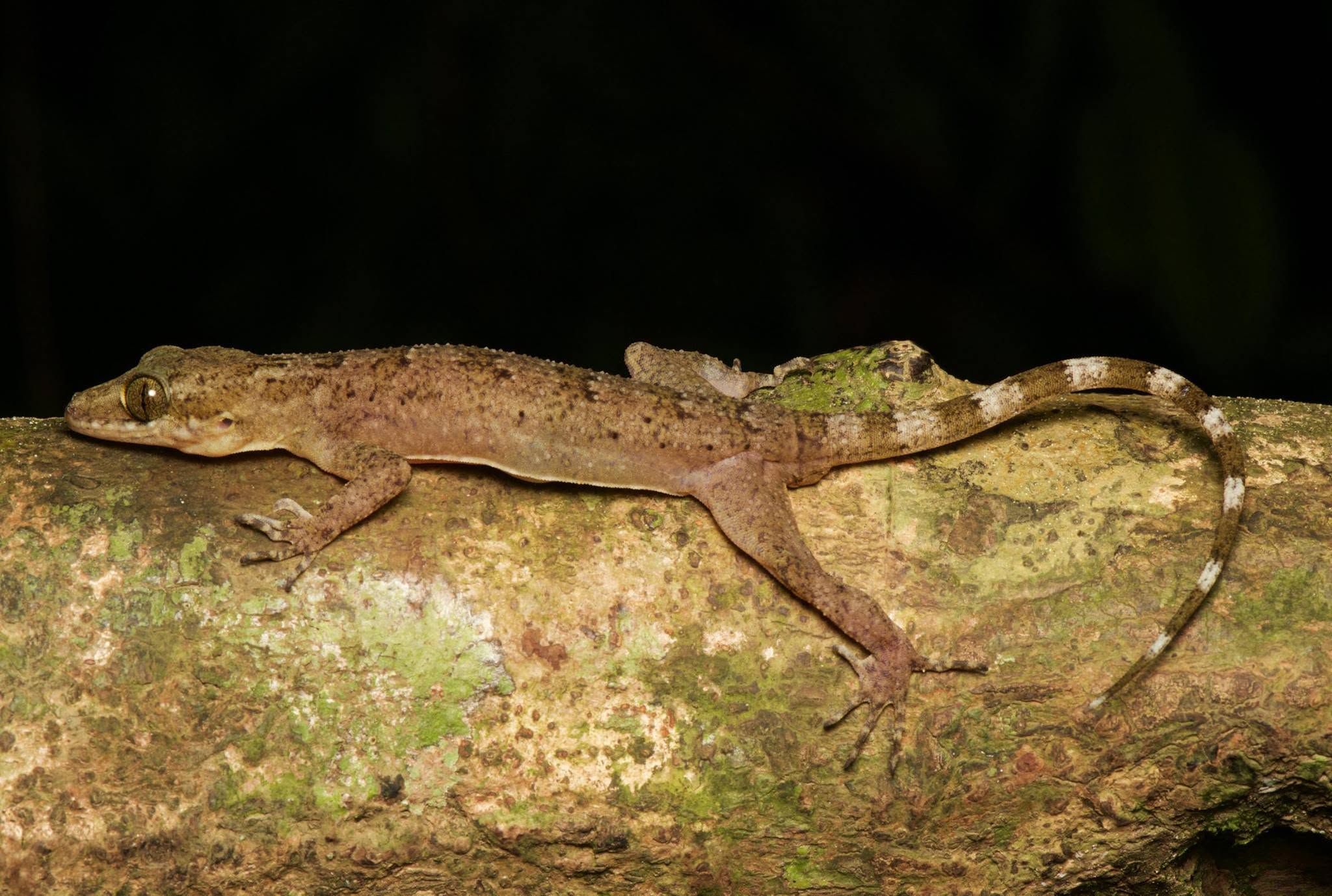 Bent-toed Gecko (sp.) — Borneo wildlife, book, free download, jungle tour, herp tour