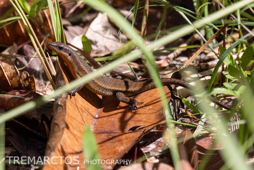 Black-banded Ground Skink — Borneo wildlife, book, free download, jungle tour, herp tour