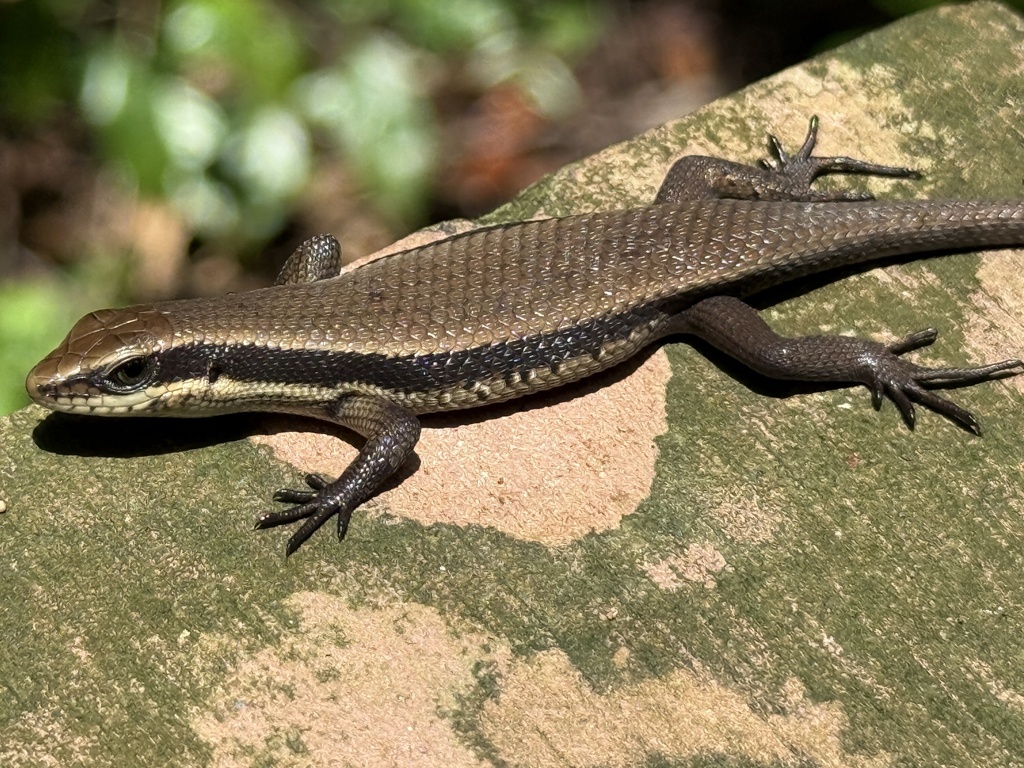 Black-banded Ground Skink — Borneo wildlife, book, free download, jungle tour, herp tour