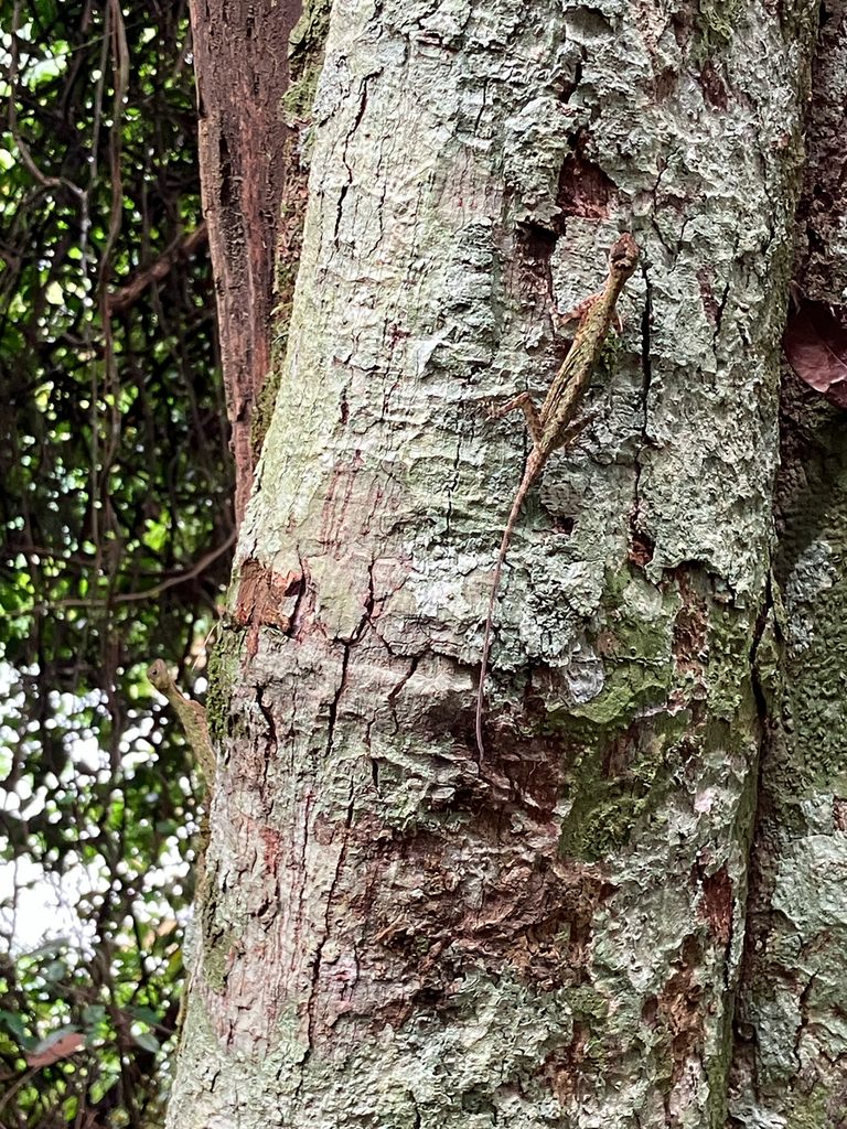 Black-bearded Flying Lizard — Borneo wildlife, book, free download, jungle tour, herp tour