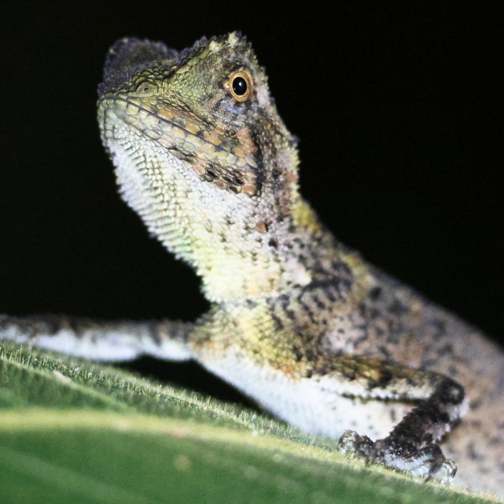 Black-lipped Shrub Lizard — Borneo wildlife, book, free download, jungle tour, herp tour