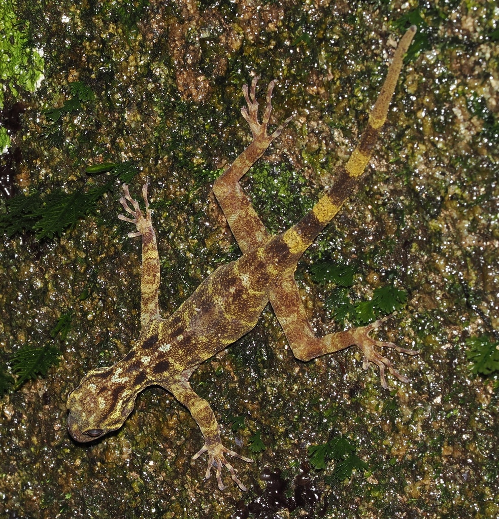 Black-spotted Round-eyed Gecko — Borneo wildlife, book, free download, jungle tour, herp tour