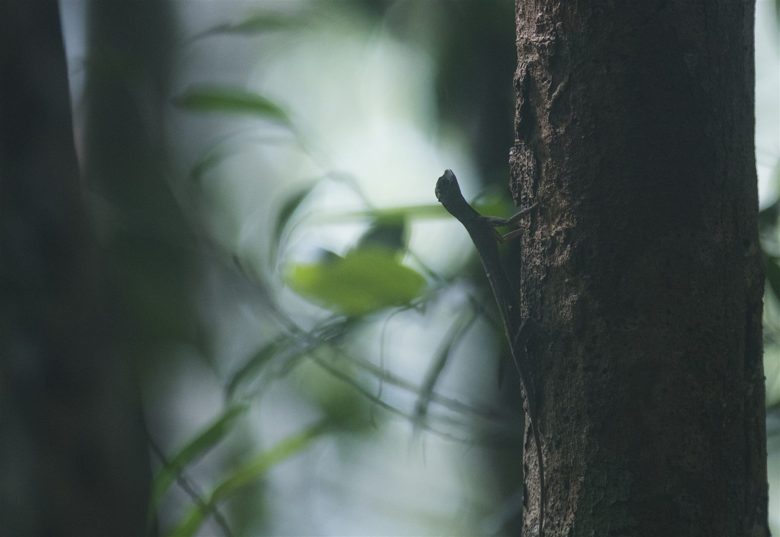 Blue-eyed Angle-headed Lizard — Borneo wildlife, book, free download, jungle tour, herp tour
