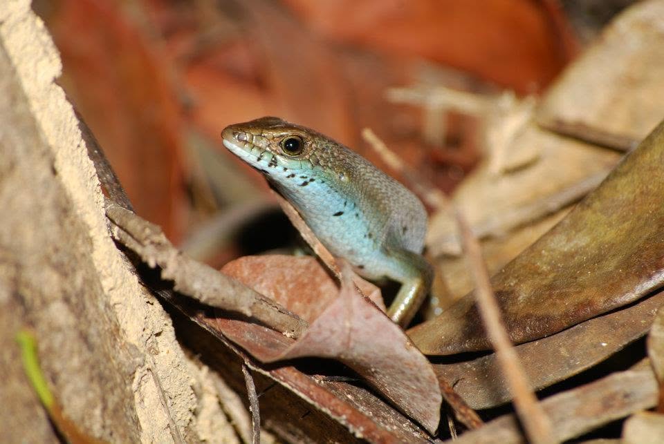 Blue-throated Forest Skink — Borneo wildlife, book, free download, jungle tour, herp tour