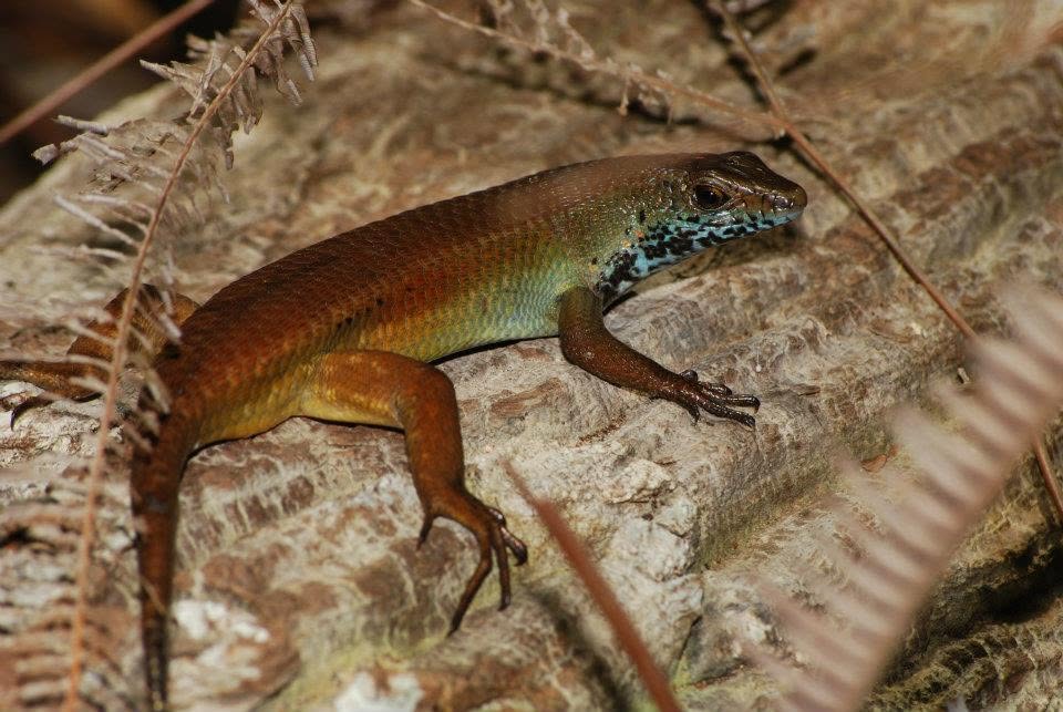 Blue-throated Forest Skink — Borneo wildlife, book, free download, jungle tour, herp tour