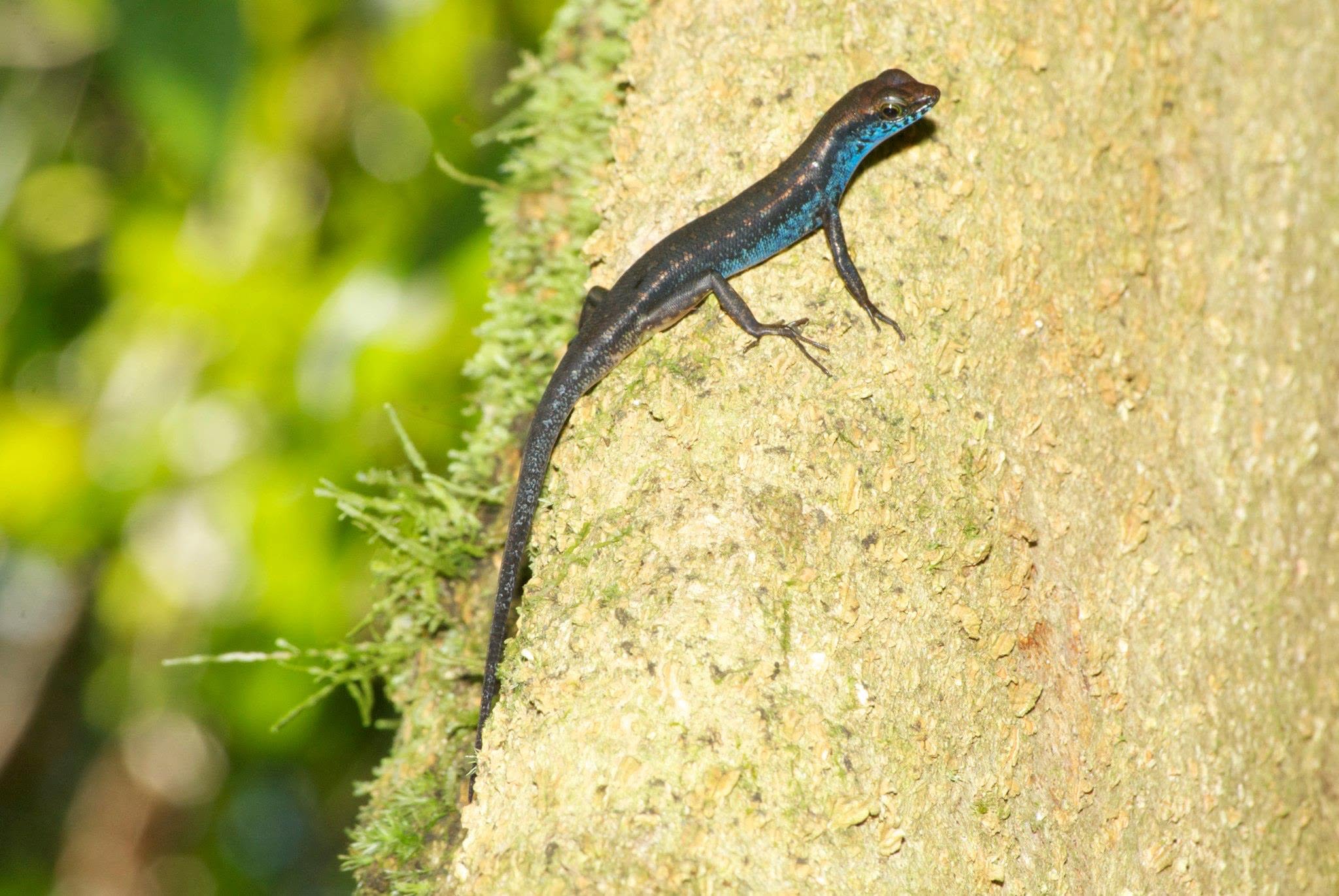 Blue-throated Forest Skink — Borneo wildlife, book, free download, jungle tour, herp tour