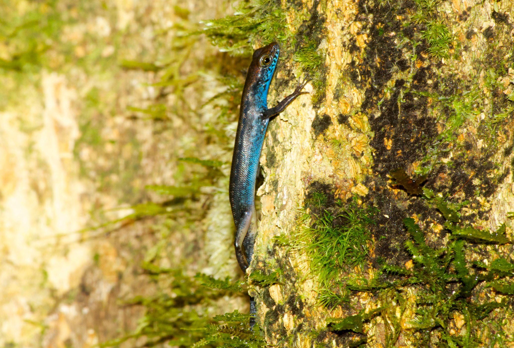 Blue-throated Forest Skink — Borneo wildlife, book, free download, jungle tour, herp tour