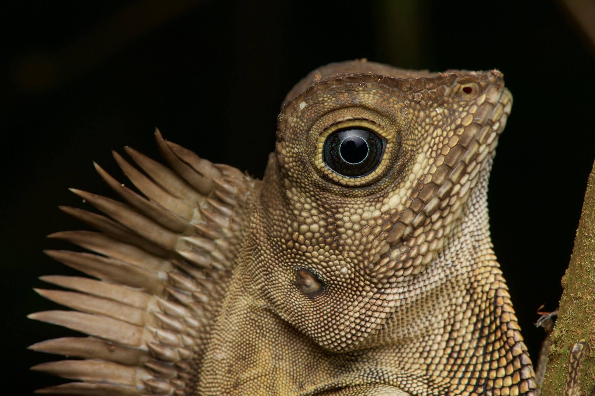 Bornean Angle-headed Lizard — Borneo wildlife, book, free download, jungle tour, herp tour