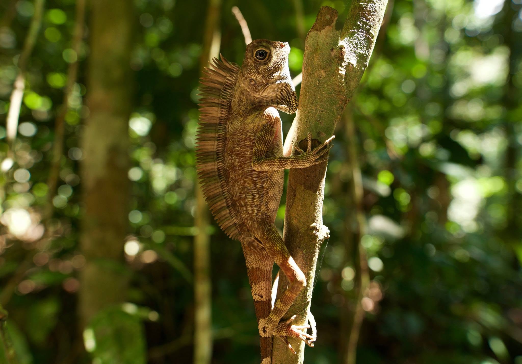 Bornean Angle-headed Lizard — Borneo wildlife, book, free download, jungle tour, herp tour