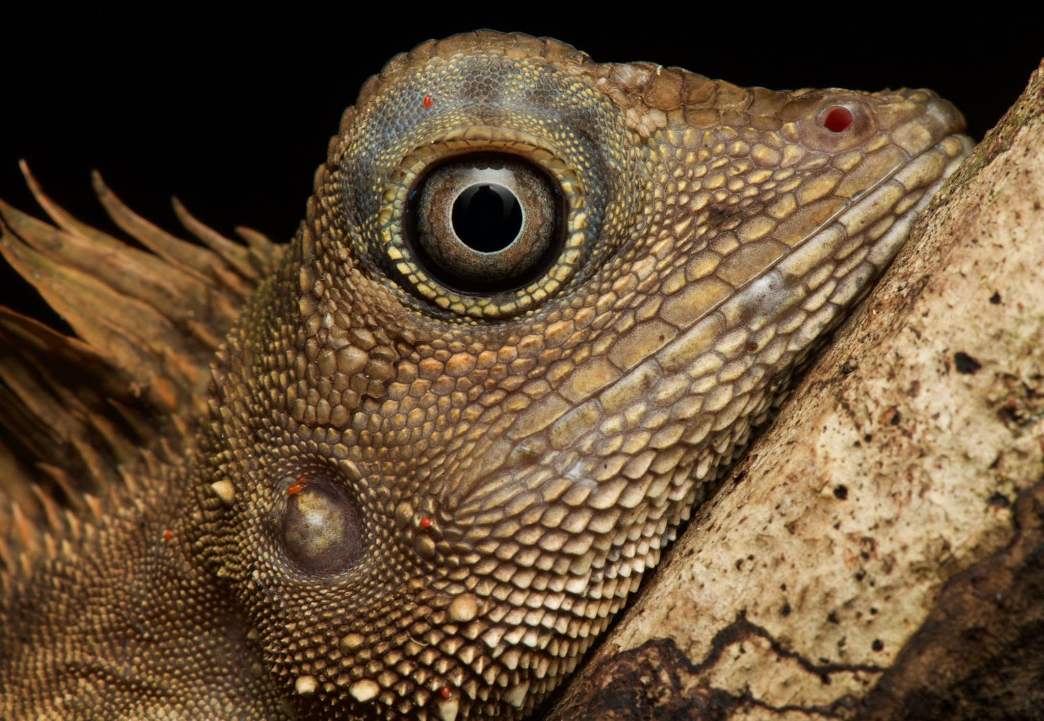 Bornean Angle-headed Lizard — Borneo wildlife, book, free download, jungle tour, herp tour