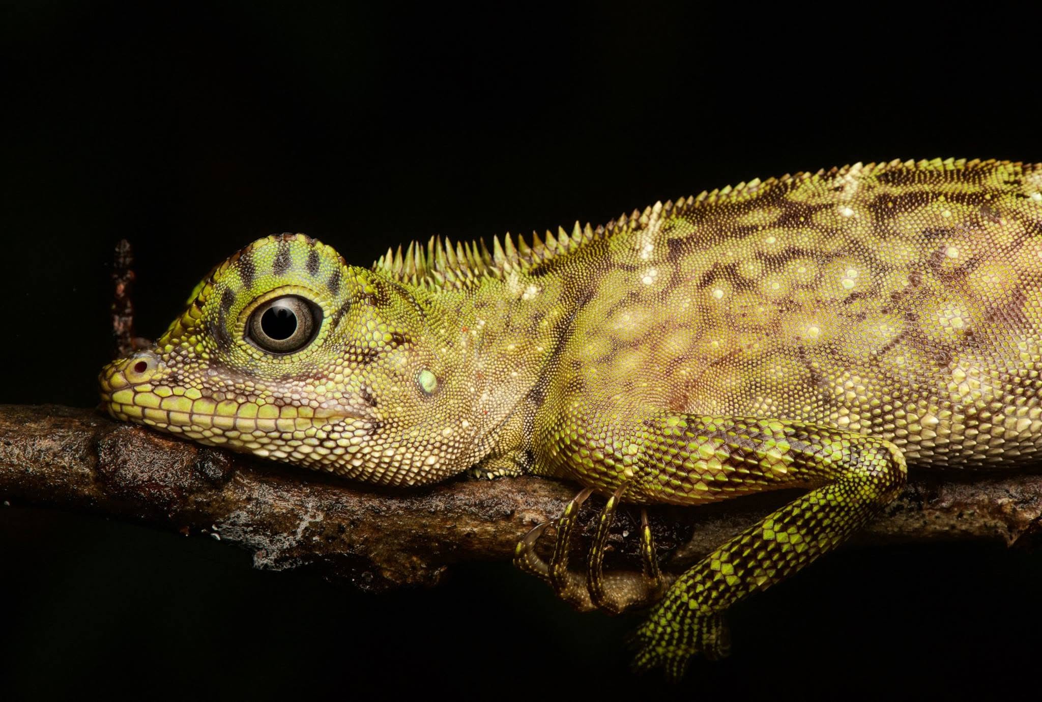 Bornean Angle-headed Lizard — Borneo wildlife, book, free download, jungle tour, herp tour