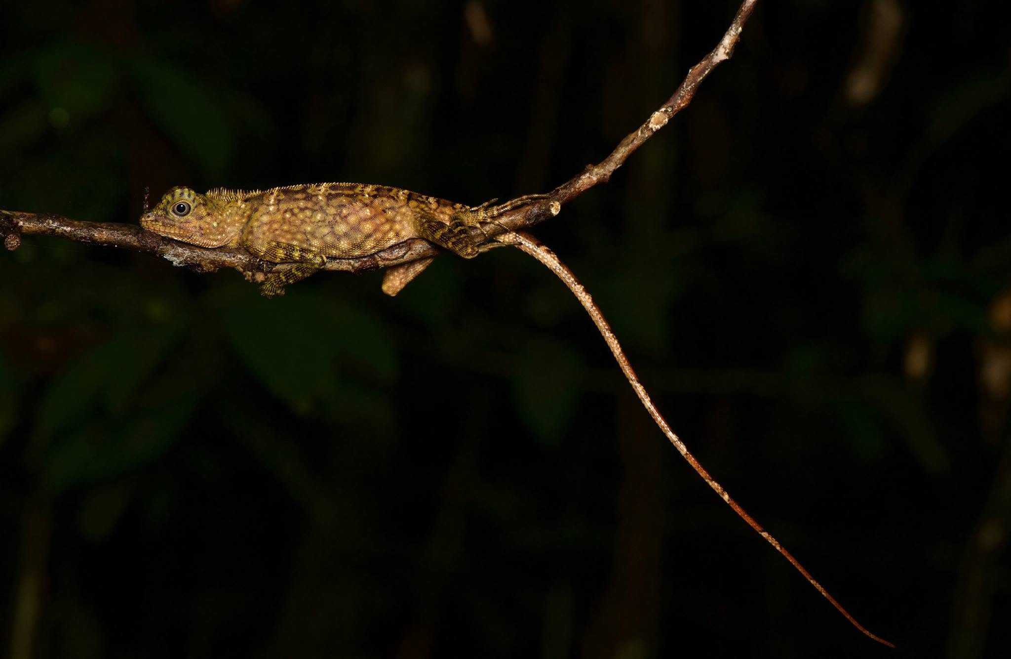 Bornean Angle-headed Lizard — Borneo wildlife, book, free download, jungle tour, herp tour