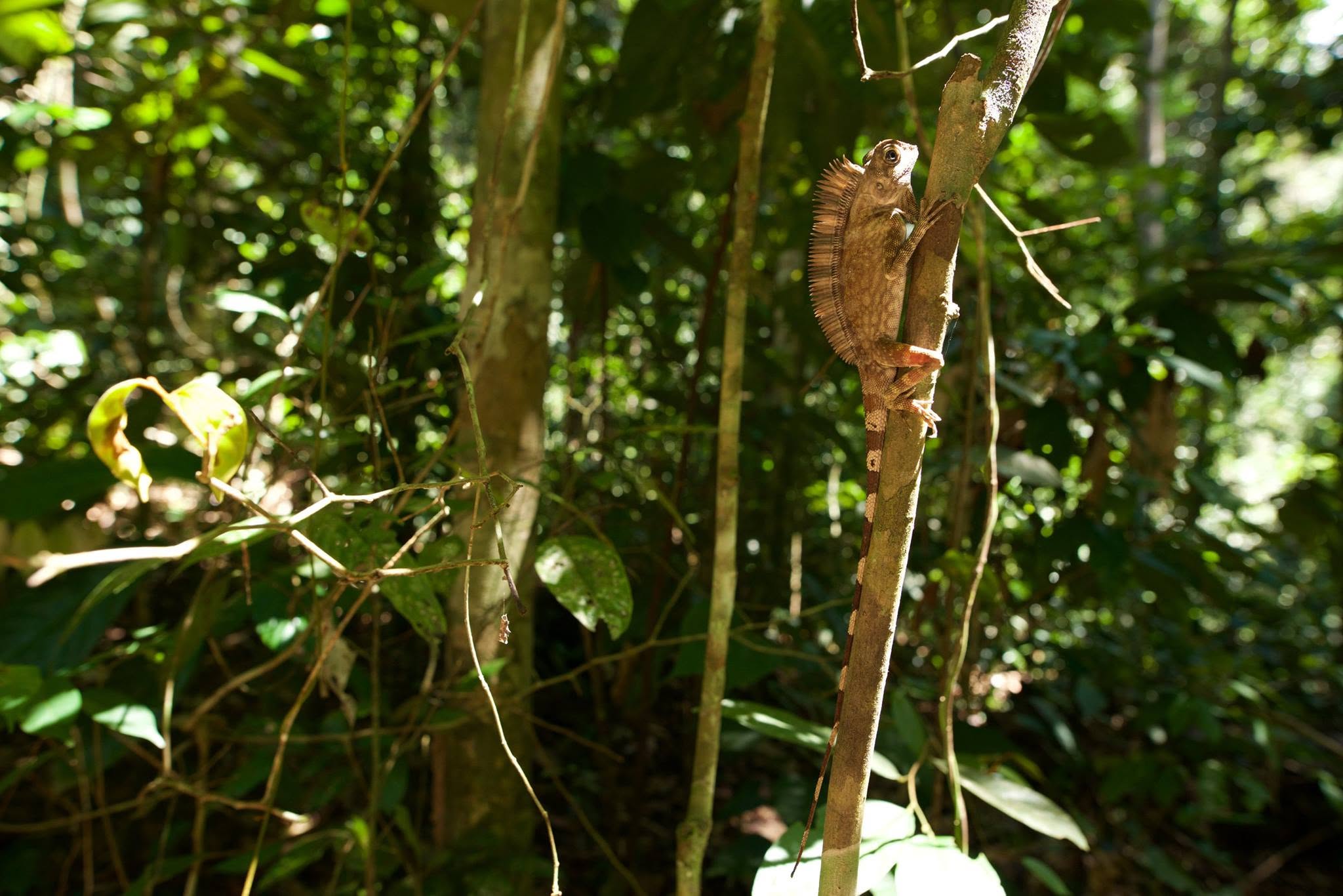 Bornean Angle-headed Lizard — Borneo wildlife, book, free download, jungle tour, herp tour