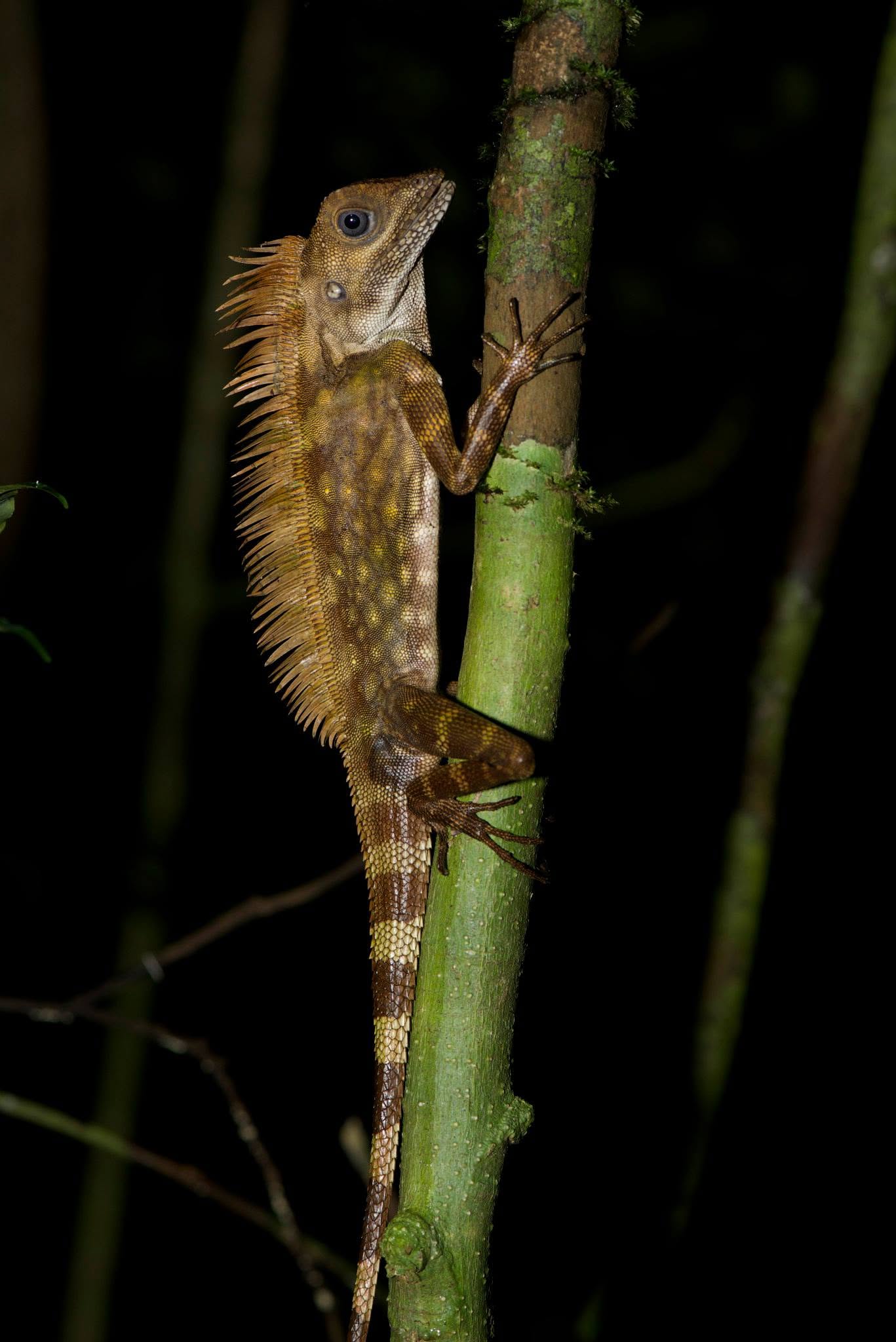 Bornean Angle-headed Lizard — Borneo wildlife, book, free download, jungle tour, herp tour
