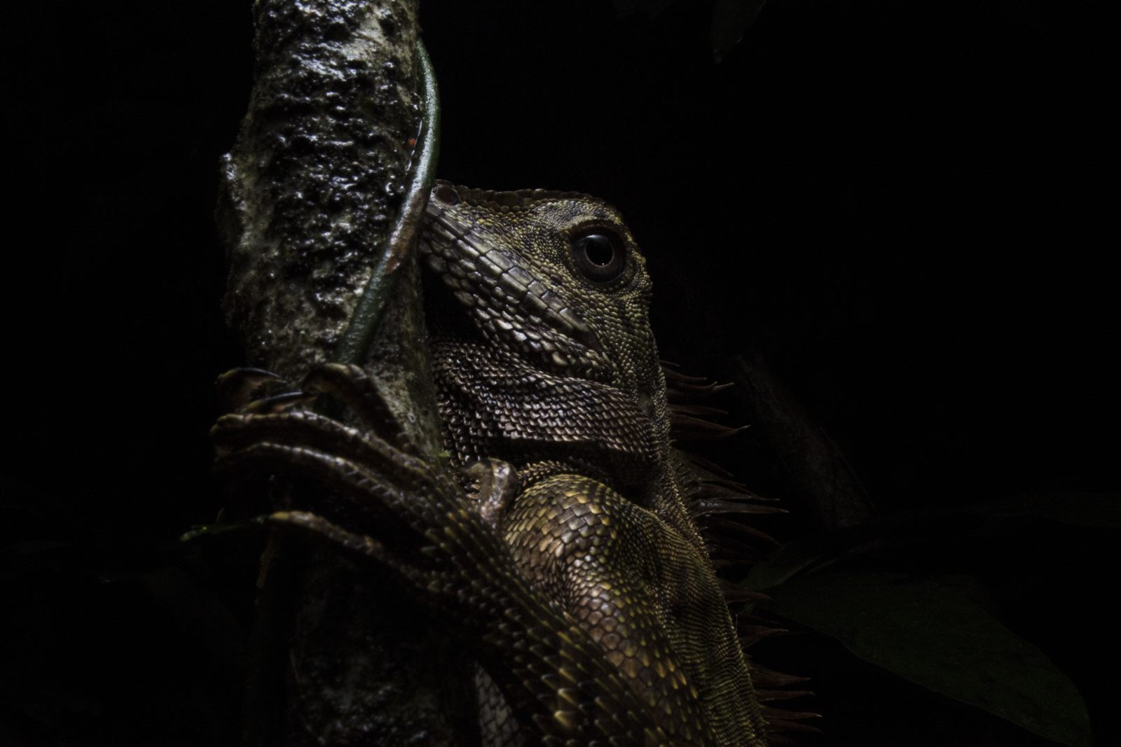 Bornean Angle-headed Lizard — Borneo wildlife, book, free download, jungle tour, herp tour