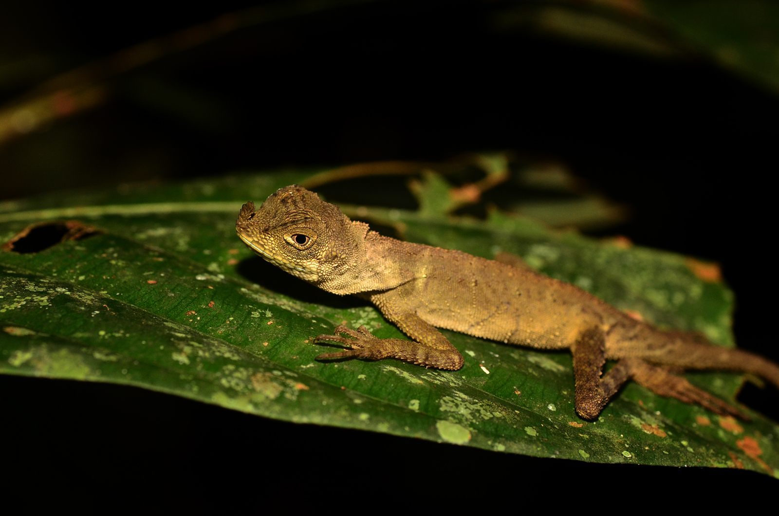 Bornean Angle-headed Lizard — Borneo wildlife, book, free download, jungle tour, herp tour