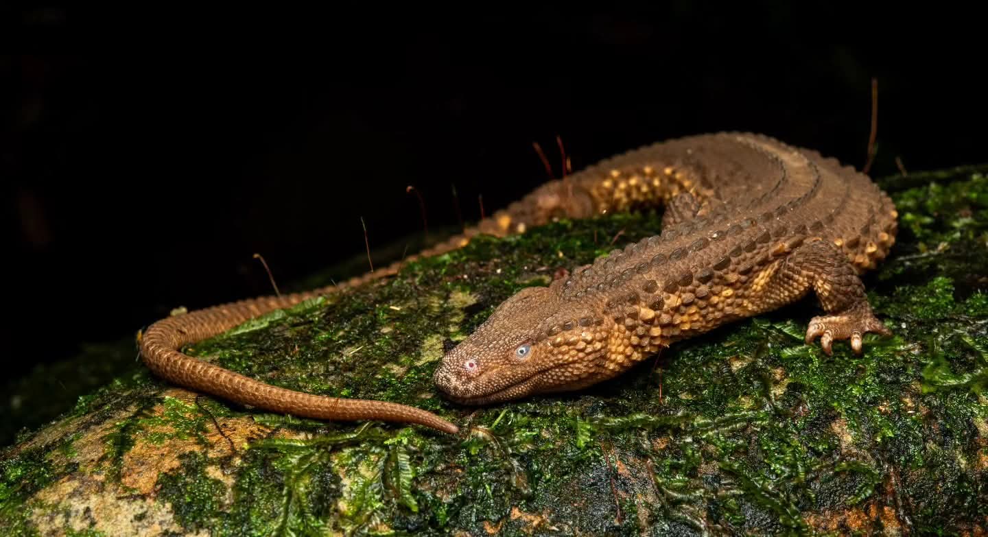 Bornean Earless Monitor — Borneo wildlife, book, free download, jungle tour, herp tour