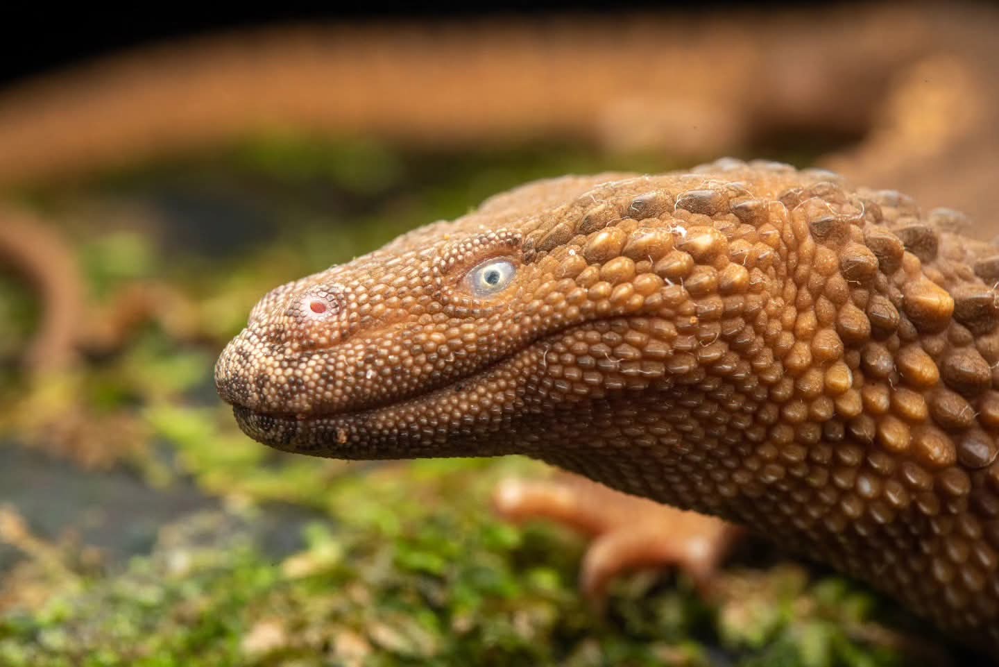 Bornean Earless Monitor — Borneo wildlife, book, free download, jungle tour, herp tour