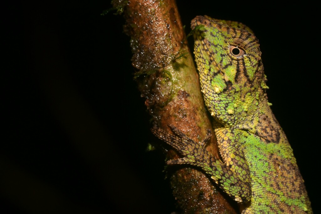 Bornean Shrub Lizard — Borneo wildlife, book, free download, jungle tour, herp tour