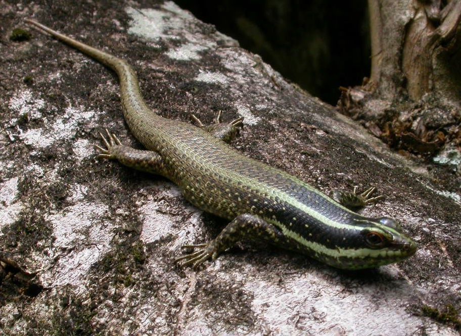 Borneo Skink — Borneo wildlife, book, free download, jungle tour, herp tour