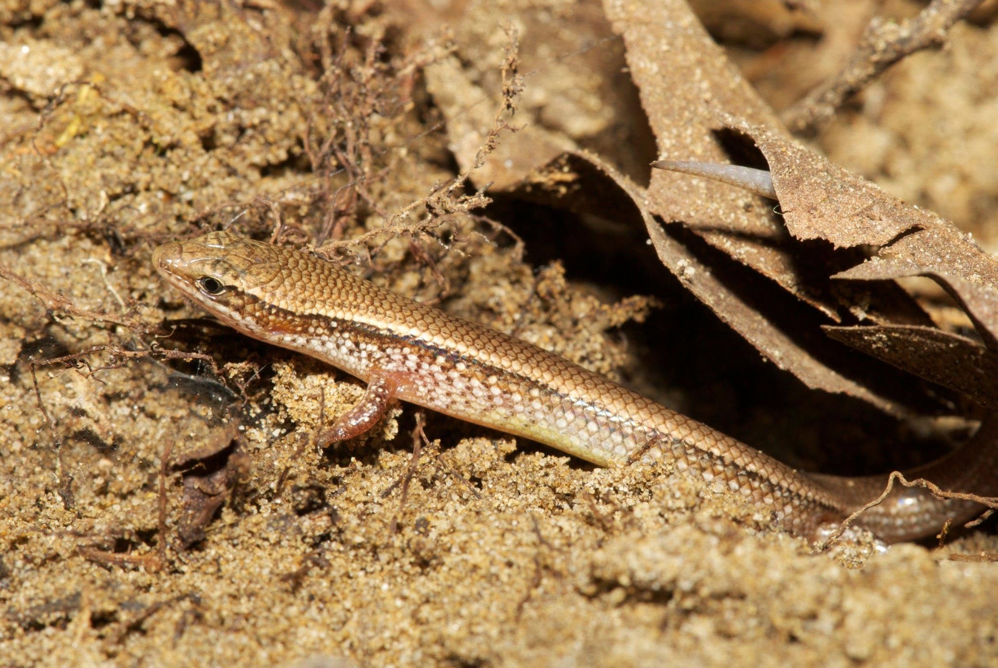 Bowring's Supple Skink — Borneo wildlife, book, free download, jungle tour, herp tour