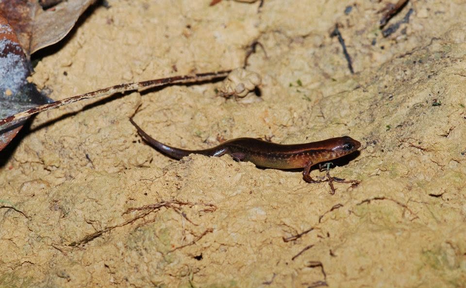 Bowring's Supple Skink — Borneo wildlife, book, free download, jungle tour, herp tour