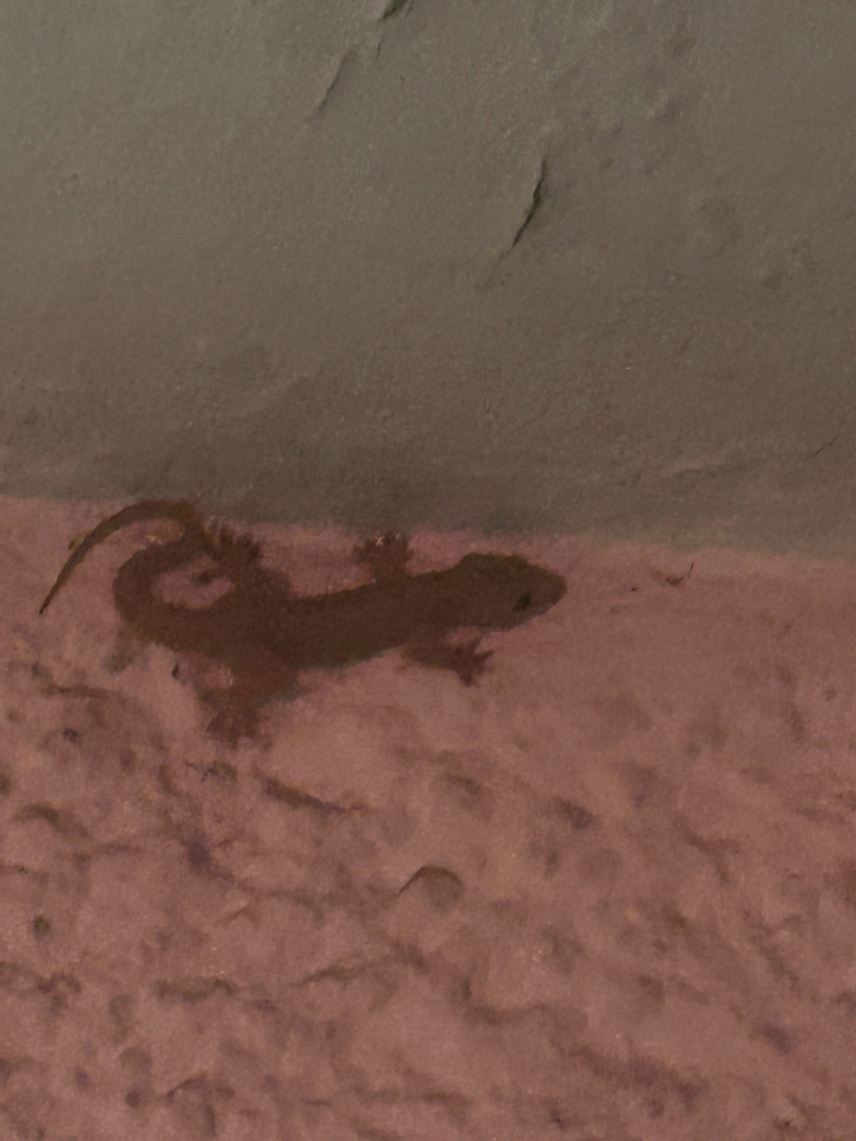 Brooke's House Gecko — Borneo wildlife, book, free download, jungle tour, herp tour