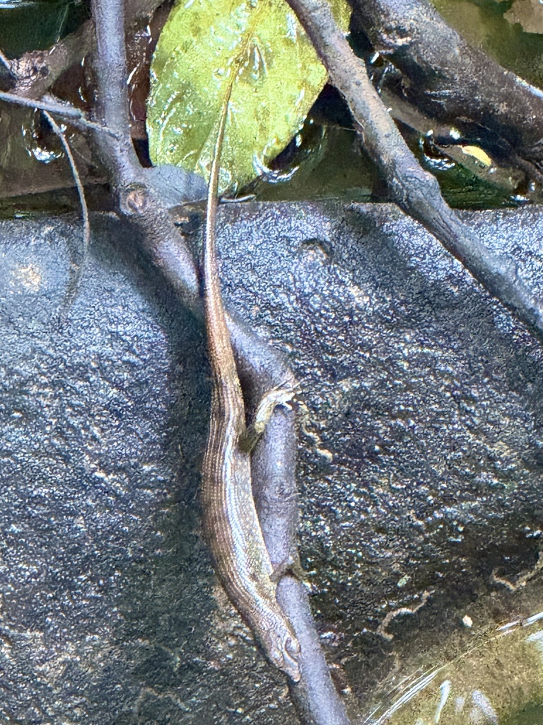 Brooke's Water Skink — Borneo wildlife, book, free download, jungle tour, herp tour