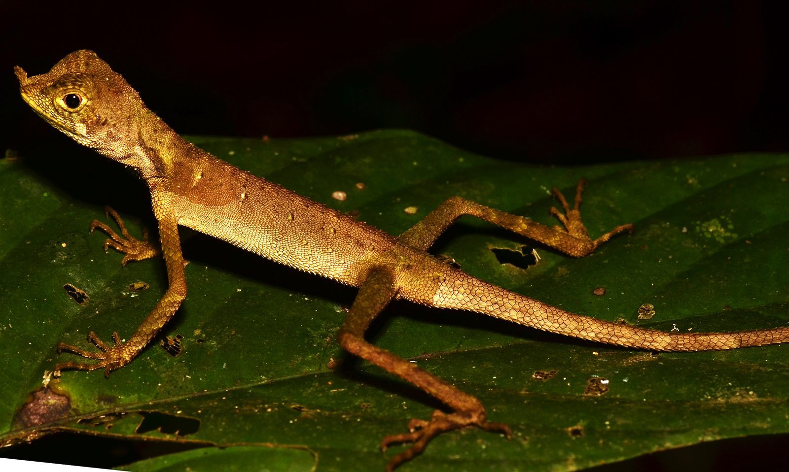 Brown Shrub Lizard — Borneo wildlife, book, free download, jungle tour, herp tour