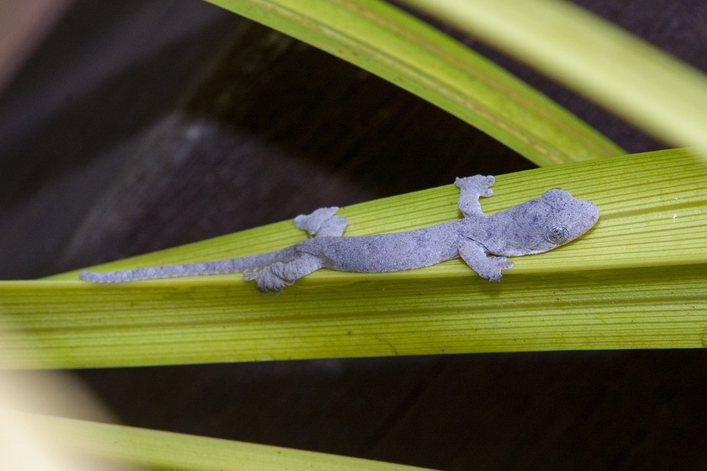 Brown's Camouflage Gecko — Borneo wildlife, book, free download, jungle tour, herp tour