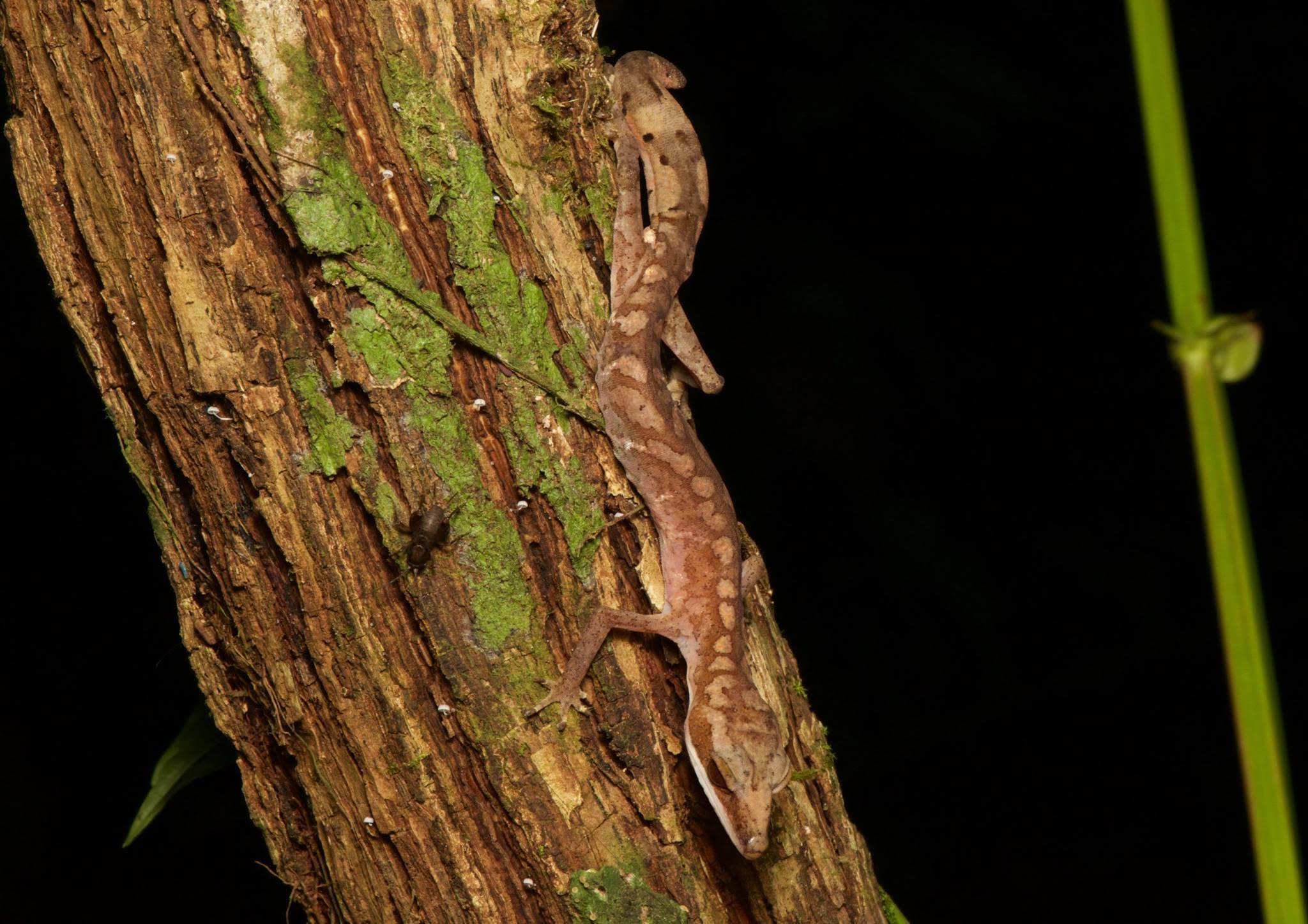 Cat Gecko — Borneo wildlife, book, free download, jungle tour, herp tour