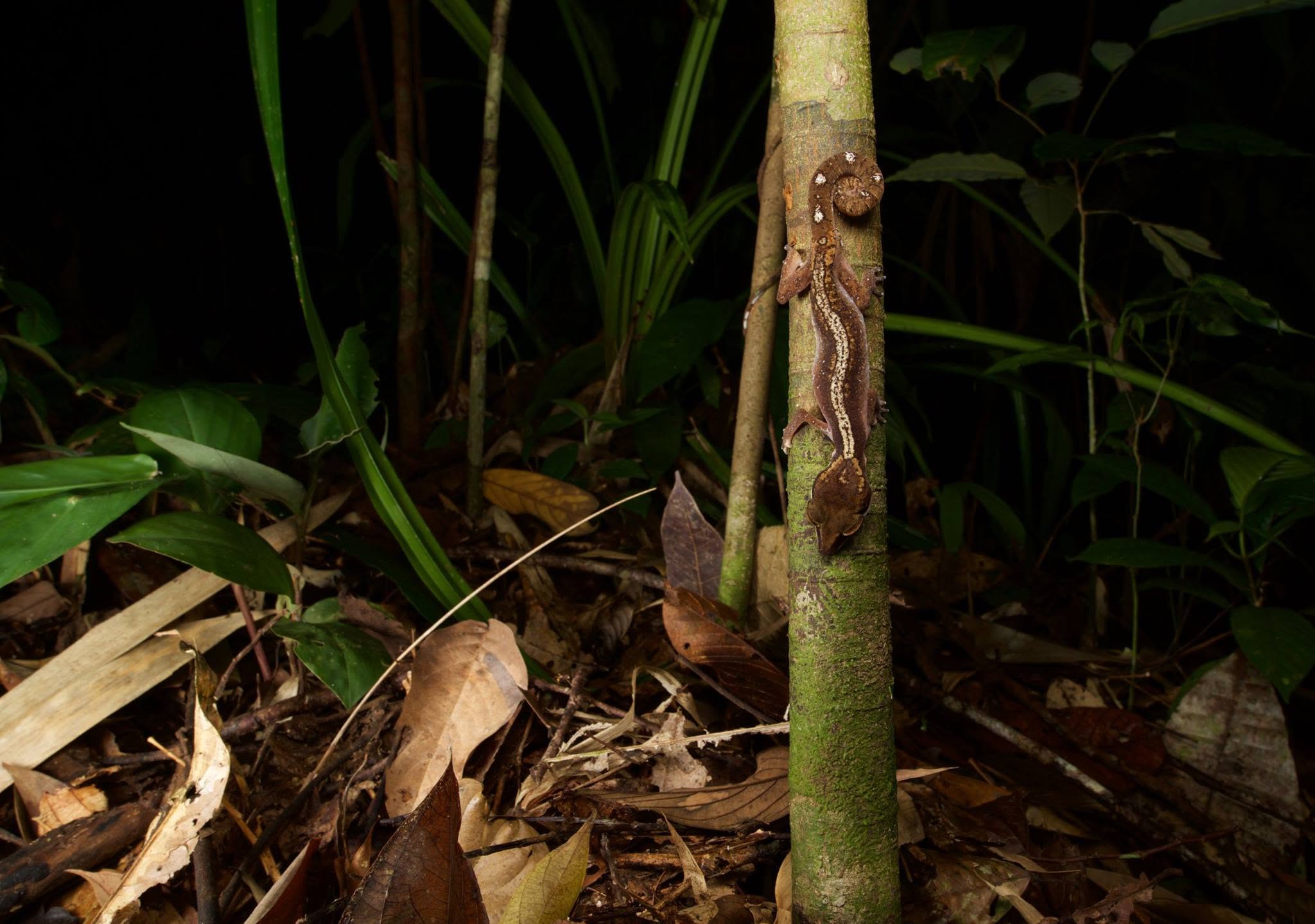 Cat Gecko — Borneo wildlife, book, free download, jungle tour, herp tour