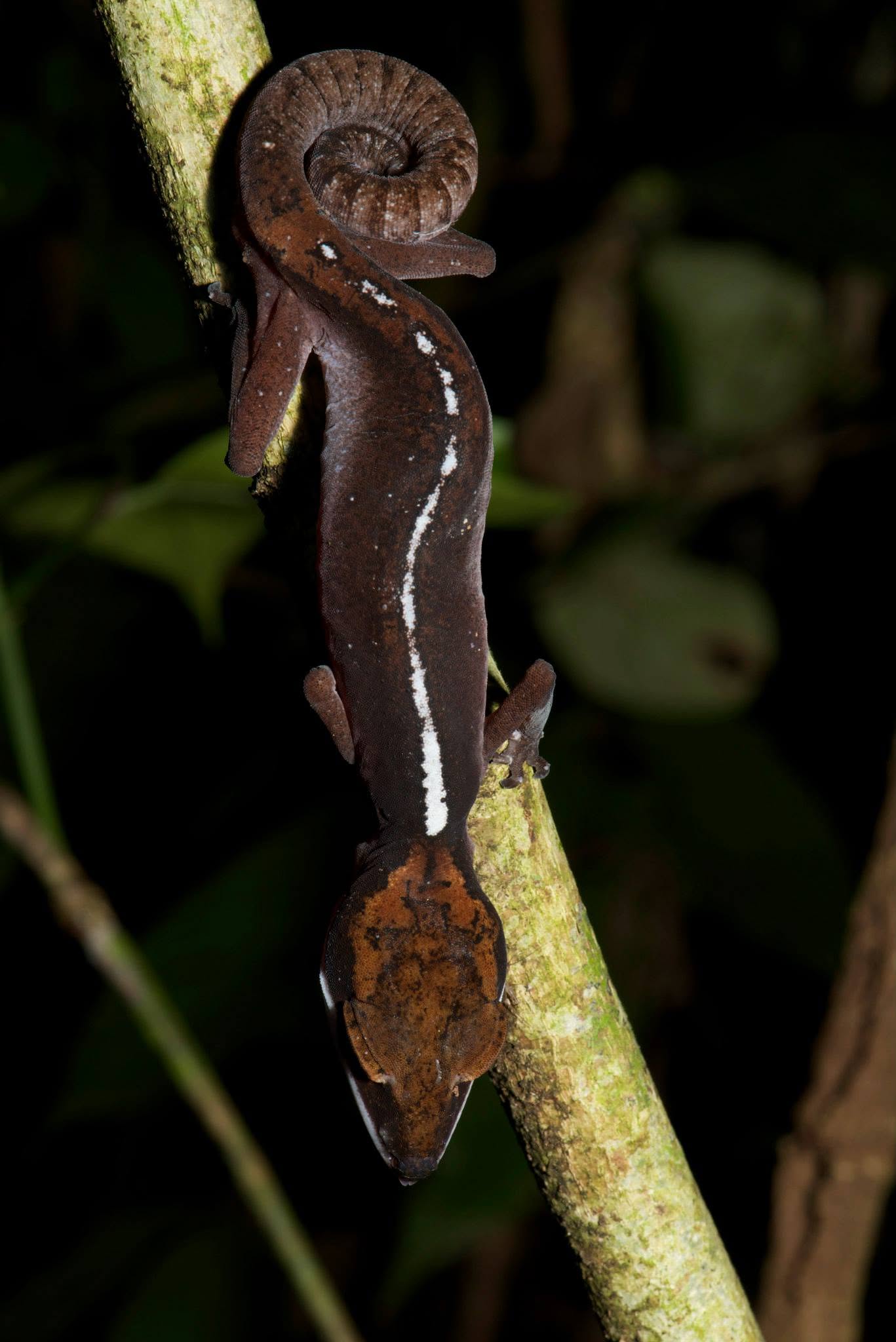 Cat Gecko — Borneo wildlife, book, free download, jungle tour, herp tour